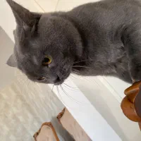 گربه بریتیش اصیل 10 ماهه عقیم نشده بازیگوش