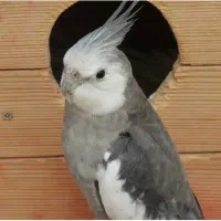 سلام عروس هلندی