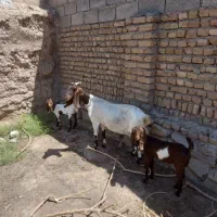 بز با بزغاله