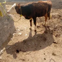 گوساله ماده