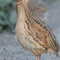 فروش بلدرچین