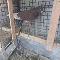 ۵عدد کفتر پرشی