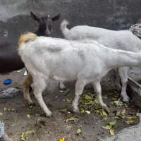 بز های سانن الپاین ماده|حیوانات مزرعه|خسروشاه, |دیوار