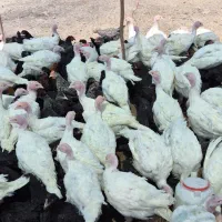 بوقلمون بیوتی نیمچه مرغ محلی