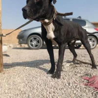 سگ پیتبول نر فول آموزش|سگ|اصفهان, سرشبادران|دیوار