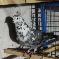 کبوتر پرشی