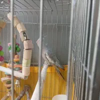 دوعدد عروس هلندی نر|پرنده|تهران, باشگاه نفت|دیوار