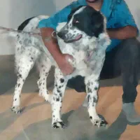 گمشده|حیوانات|یزدان شهر, |دیوار