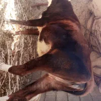 گاو فروشی شش هفت ماه که بارادر|حیوانات مزرعه|بیرک, |دیوار