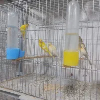 پرنده سرای کاسکو