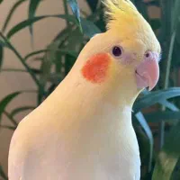 عروس هلندی سخن گو جفت بسیار ارزان|پرنده|رامسر, |دیوار