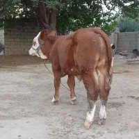 فروش گوساله پرواری|حیوانات مزرعه|شیروان (خراسان), |دیوار