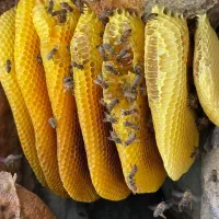 عسل طبیعی وحشی کوهی