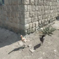 مرغ لاری فروشی