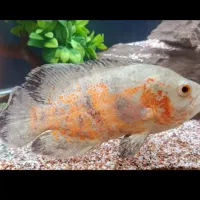 ماهی گوشت خوار اسکار البینو