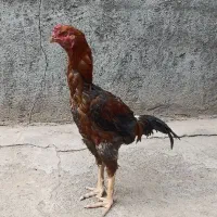 خروس لاری اصیل