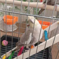 عروس هلندی نر ماده|پرنده|نسیم‌شهر, |دیوار