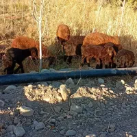 گوسفند بره دار|حیوانات مزرعه|ماهنشان, |دیوار