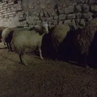 میش داشتی آبستن