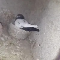 سینه ماده کار بیکاکل دوکت سفیدیک جفت طوقی سرخ|پرنده|سبزوار, علمدار|دیوار