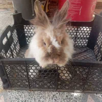 خرگوش ماده لوپ