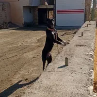 توله سرابی گم شده|حیوانات|دهگلان, |دیوار