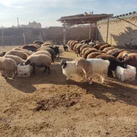 مرکز فروش گوسفند زنده بره نذری عقیقه ،ملک شهر|حیوانات مزرعه|اصفهان, ملکشهر|دیوار