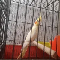 عروس هلندی باقفس