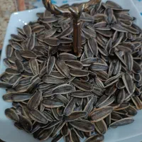 تخمه ارگانیک|خوردنی و آشامیدنی|دهگلان, |دیوار