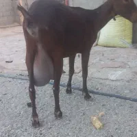 بز سانن