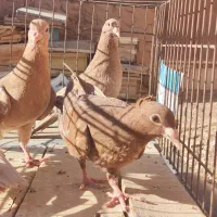جوجه زرد وسرخ کرمونی کل وکاکل
