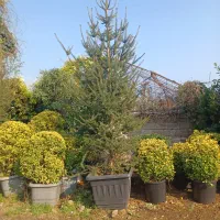 کارگر دایمی جهت کارهای کشاورزی وگل گیاه