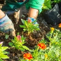 خدمات باغبانی فضای سبز . هرس . کاشت گل و گیاه