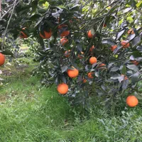 ۴۰۰متر باغ/دارای امتیاز آب و برق/قابل ساخت/شمال|فروش زمین و ملک کلنگی|بابل, |دیوار