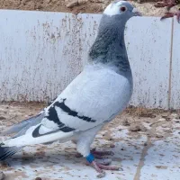 جفتی کبوتر پلاکی