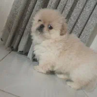 دو عدد پیکینیز|سگ|رشت, کوی غلام نیا|دیوار