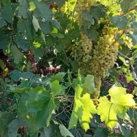 باغ انگور۲۳۰۰ باغ انگور تاکستان