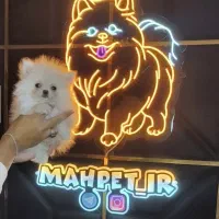 سگ جیبی ، پامرانین خرسی توی پودل شیتزو سوپرفلت