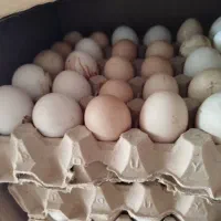 تخم مرغ محلی|خوردنی و آشامیدنی|نوشهر, |دیوار