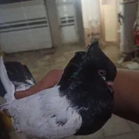 جفت سینه ای