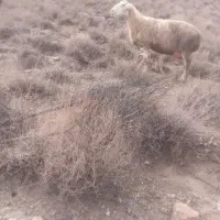 میش  فروشی|حیوانات مزرعه|زیرکوه, |دیوار