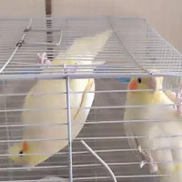 یه جفت عروس هلندی