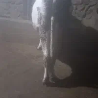 گاو نخری|حیوانات مزرعه|گندمان, |دیوار