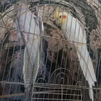 جفت عروس هلندی کارداده
