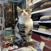 واگذاری رایگان گربه دی اس اچ|گربه|تهران, جوادیه|دیوار