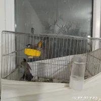 سره اهوازی|پرنده|پاکدشت, شهرک امام رضا|دیوار