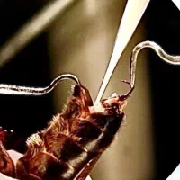 ملکه  باکره و جفت خورده کارنیکا آلمانی و کردوان