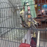 فروش عروس هلندی باقفس|پرنده|قم, نیروگاه|دیوار