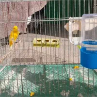 قناری ردفاکتور ، موزاییکی ، و رسمی معمولی|پرنده|شاهرود, |دیوار