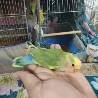 کوتوله برزیلی دستی مولد